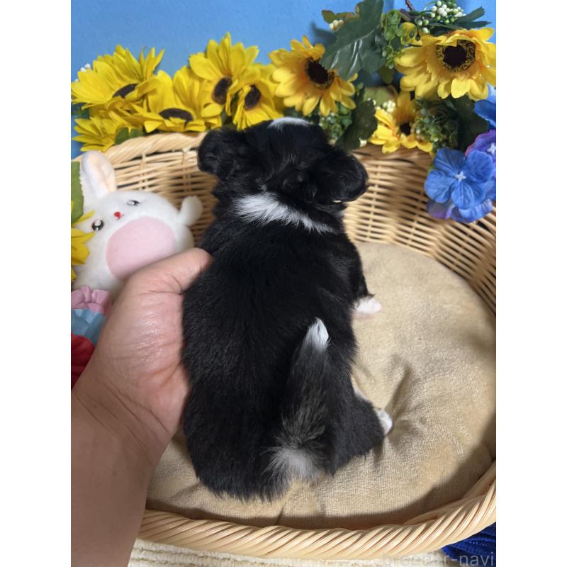 販売中の福岡県のチワワ(ロングコート)-436022の3枚目