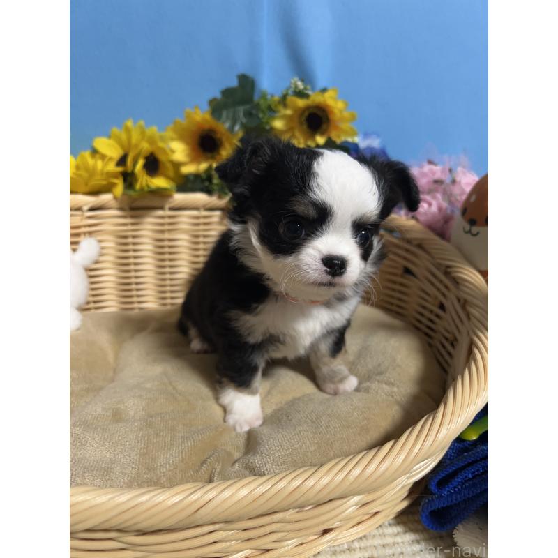 販売中の福岡県のチワワ(ロングコート)-436022の2枚目