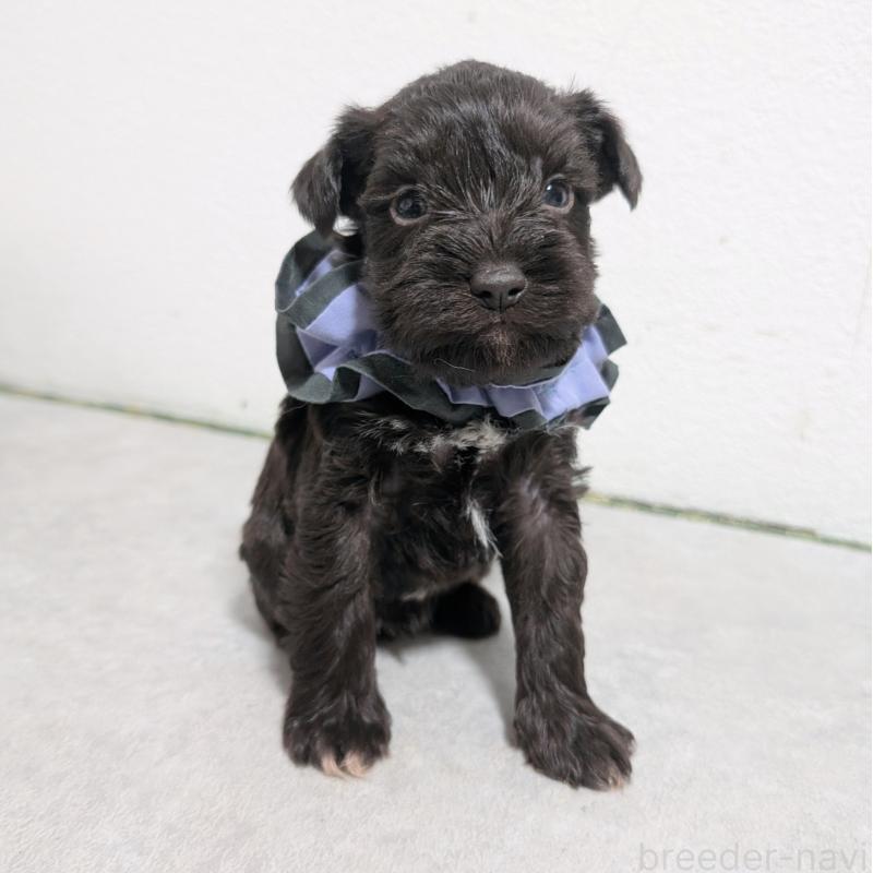 販売中の長崎県のミニチュアシュナウザー-436023の7枚目