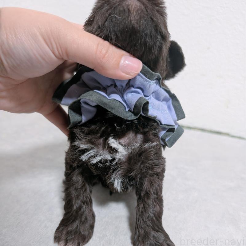 販売中の長崎県のミニチュアシュナウザー-436023の6枚目