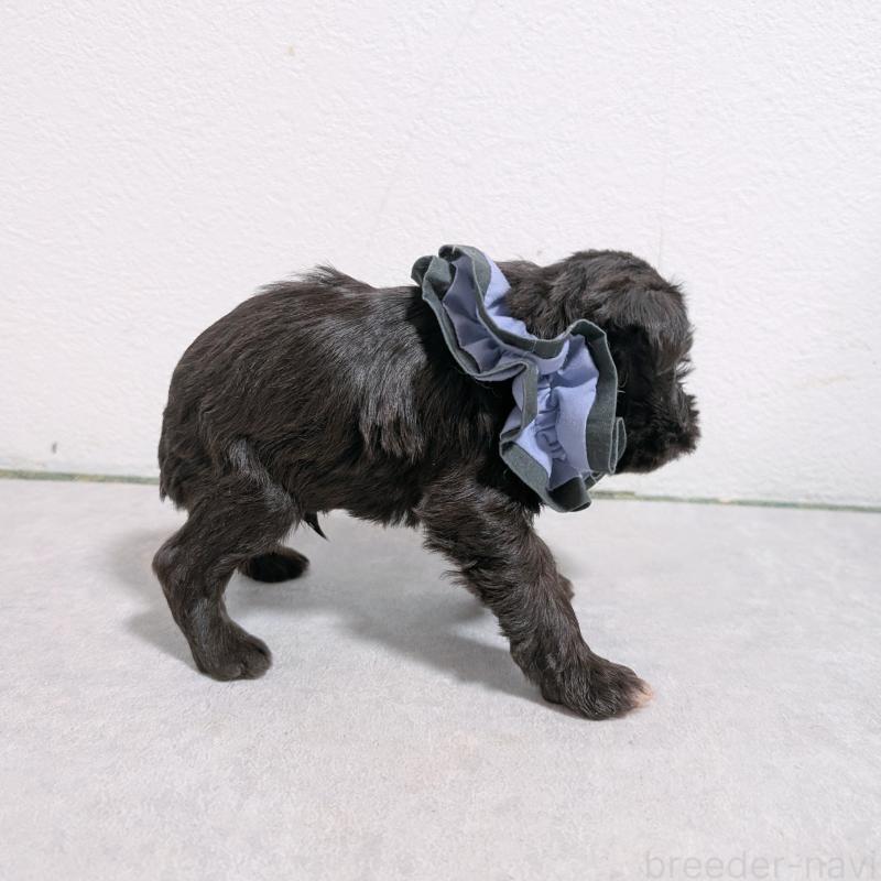 販売中の長崎県のミニチュアシュナウザー-436023の5枚目