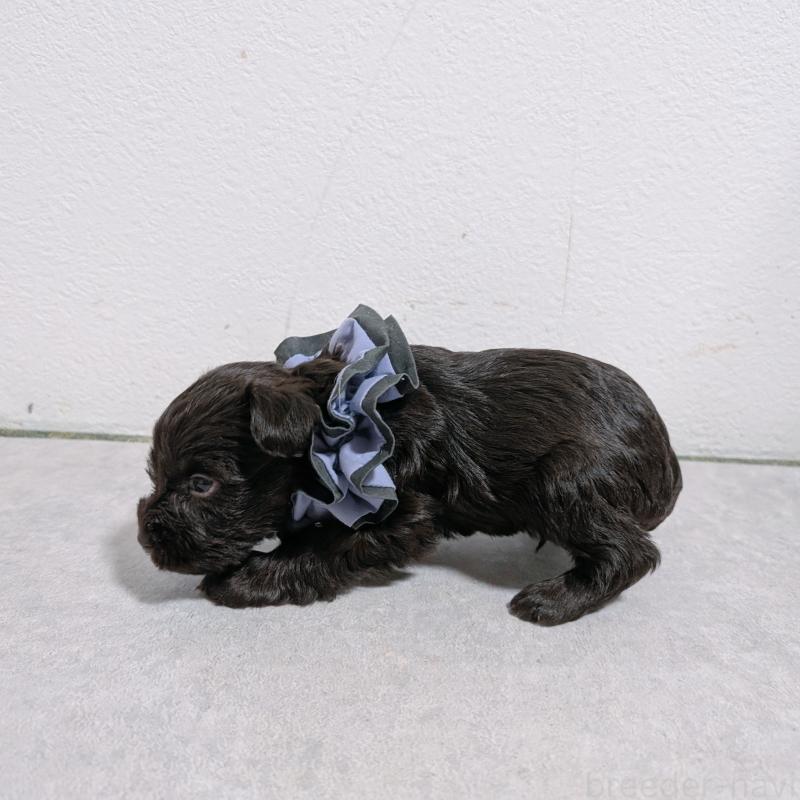 販売中の長崎県のミニチュアシュナウザー-436023の4枚目