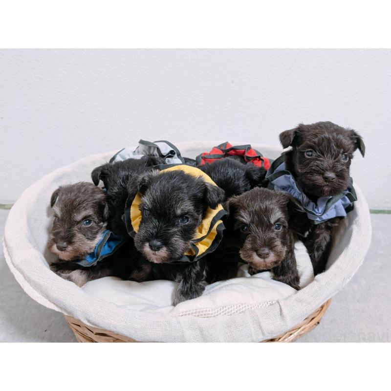 販売中の長崎県のミニチュアシュナウザー-436023の3枚目