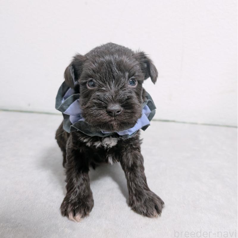 販売中の長崎県のミニチュアシュナウザー-436023の2枚目