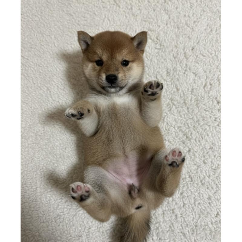 販売中の福井県の豆柴-436026の3枚目