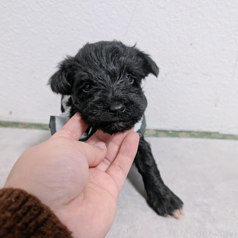 販売中の長崎県のミニチュアシュナウザー-436024の7枚目