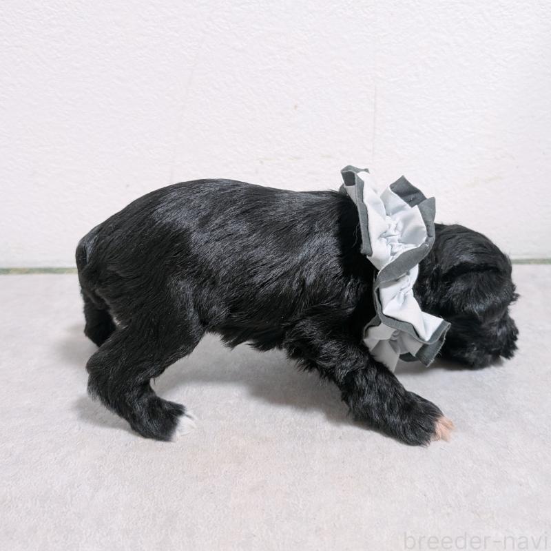 販売中の長崎県のミニチュアシュナウザー-436024の6枚目