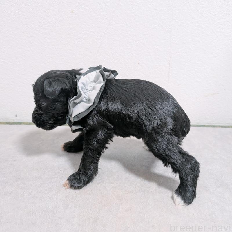 販売中の長崎県のミニチュアシュナウザー-436024の5枚目