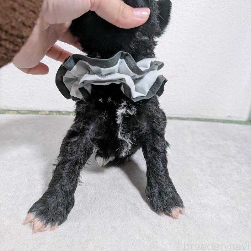 販売中の長崎県のミニチュアシュナウザー-436024の4枚目