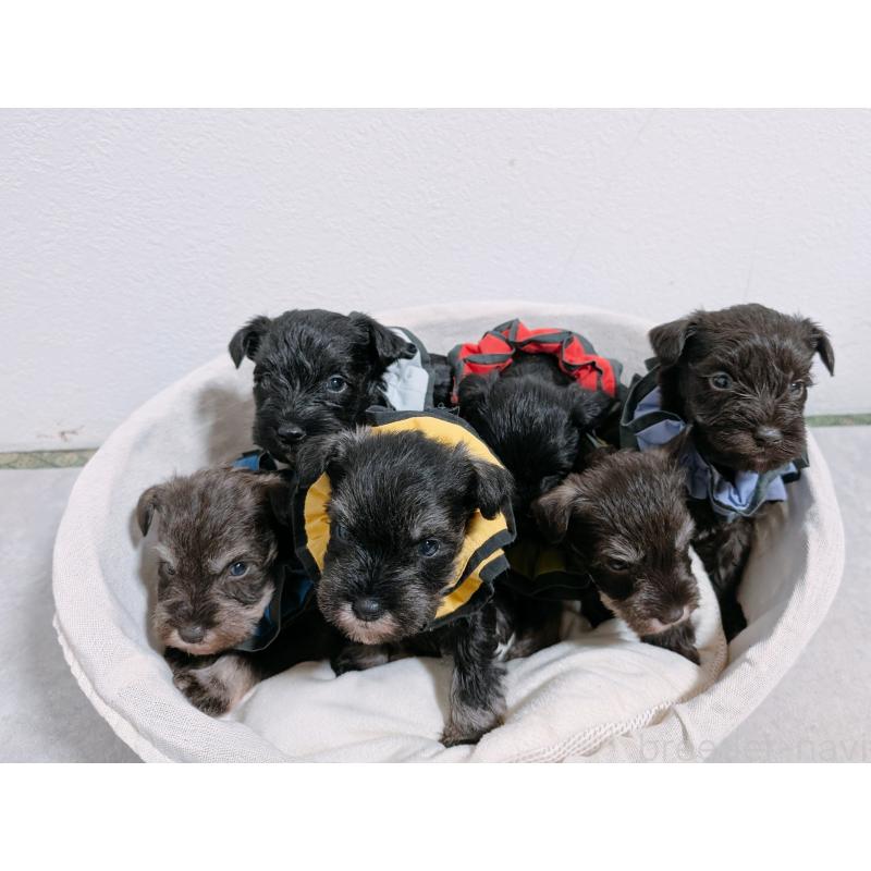 販売中の長崎県のミニチュアシュナウザー-436024の3枚目