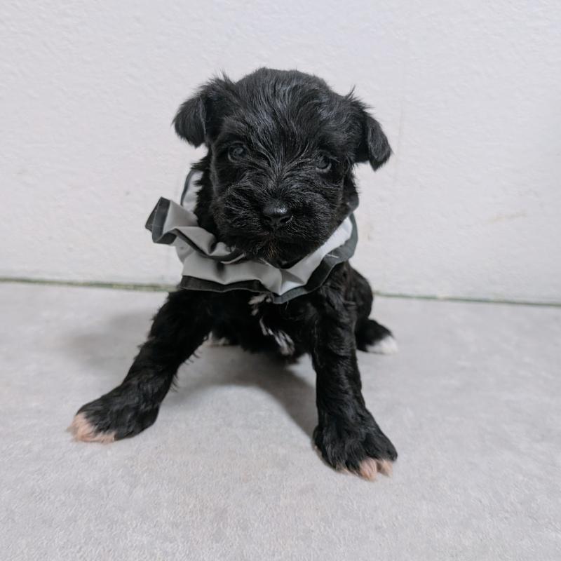 販売中の長崎県のミニチュアシュナウザー-436024の2枚目