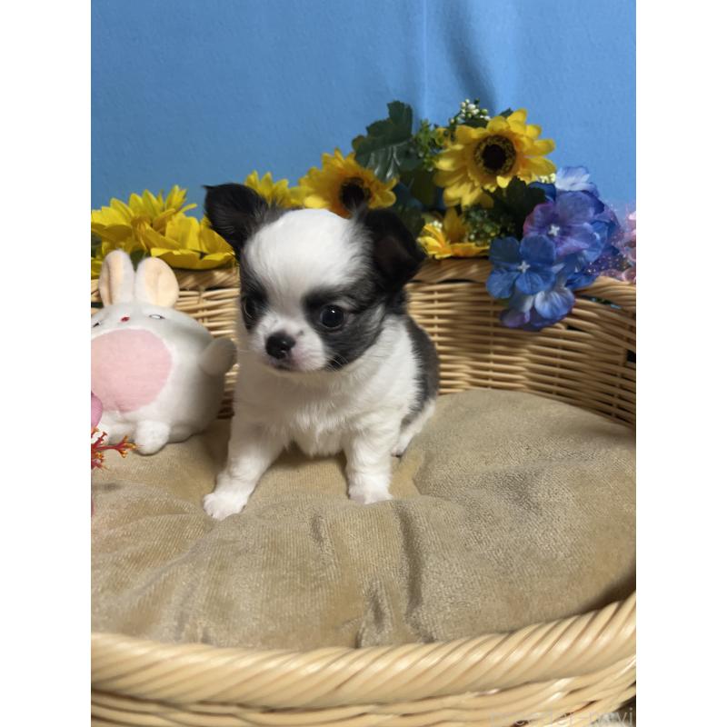 販売中の福岡県のチワワ(ロングコート)-436025の7枚目