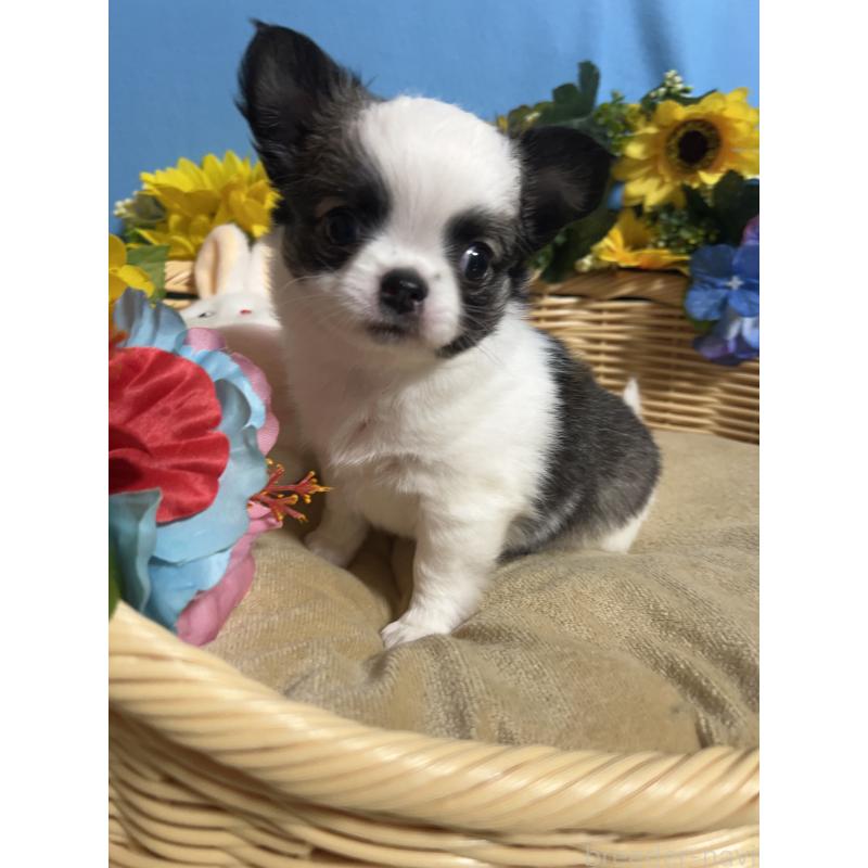 販売中の福岡県のチワワ(ロングコート)-436025の5枚目