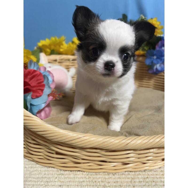 販売中の福岡県のチワワ(ロングコート)-436025の3枚目