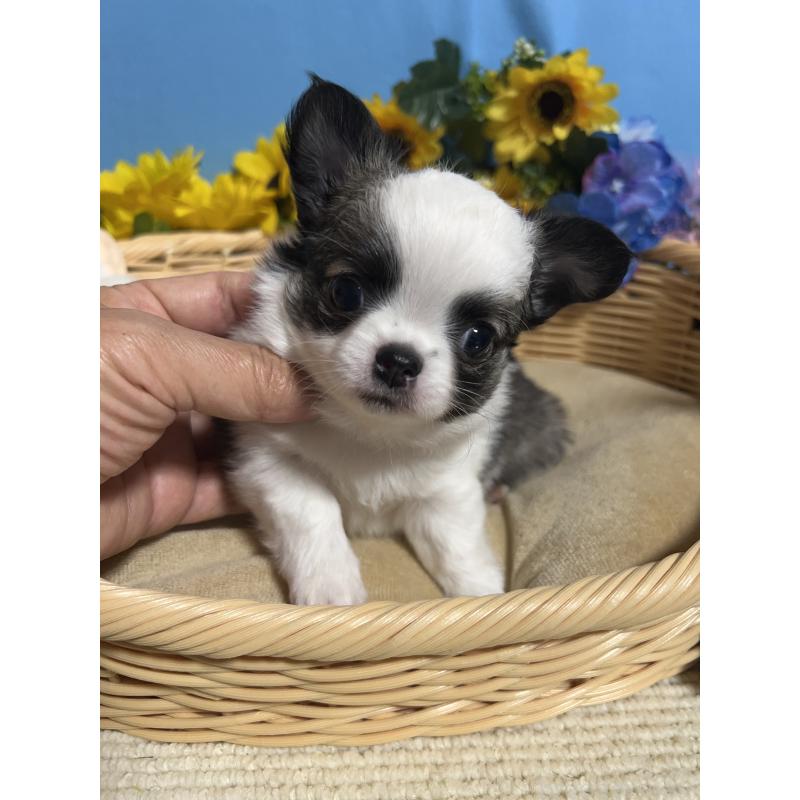 販売中の福岡県のチワワ(ロングコート)-436025の2枚目