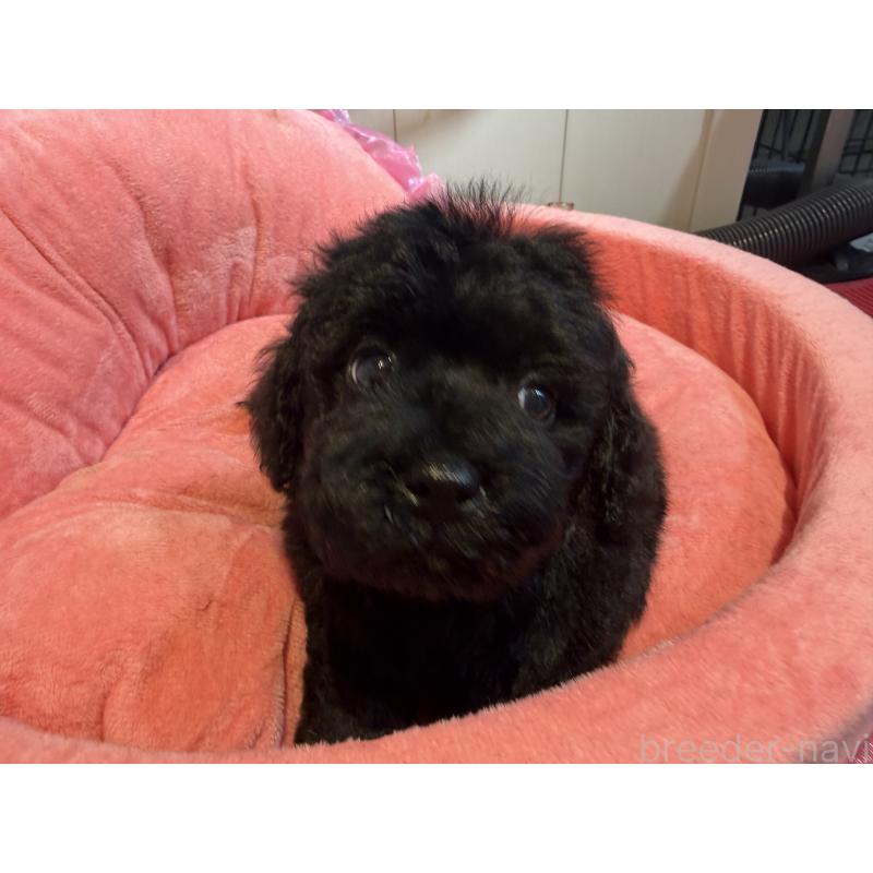 販売中の埼玉県のトイプードル-425154の5枚目