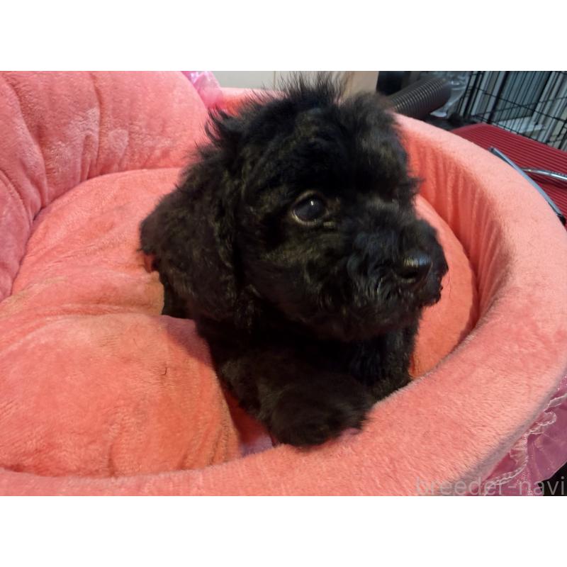 販売中の埼玉県のトイプードル-425154の4枚目