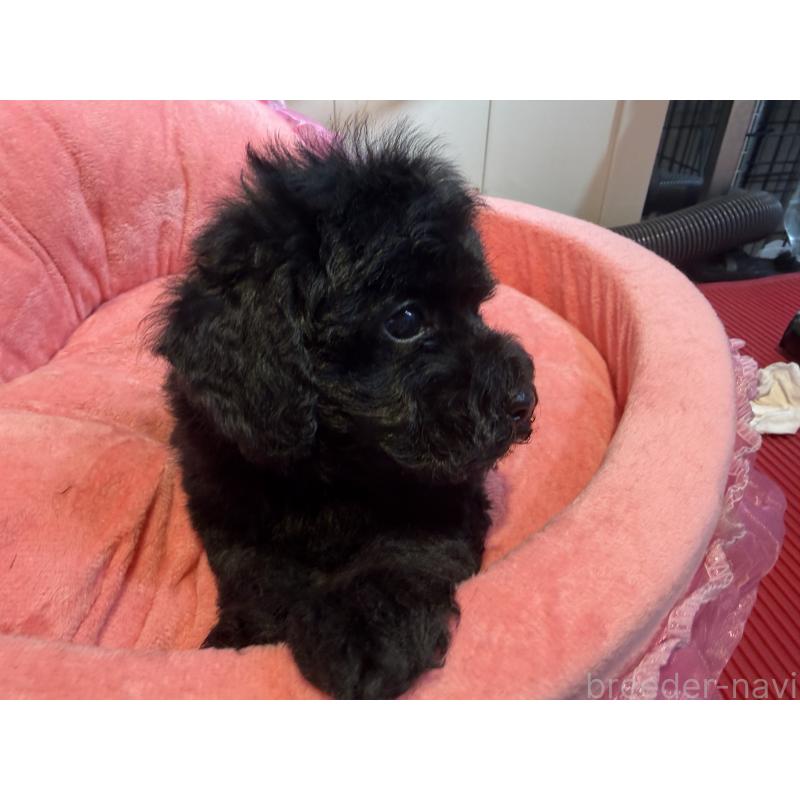 販売中の埼玉県のトイプードル-425154の3枚目