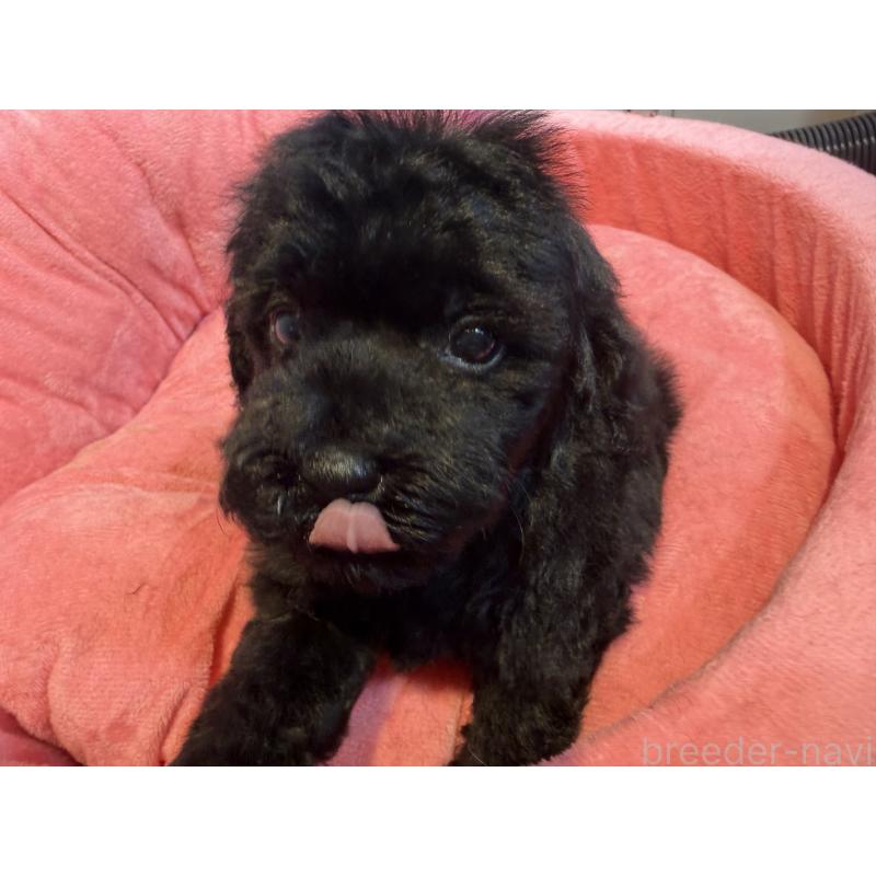 販売中の埼玉県のトイプードル-425154の2枚目