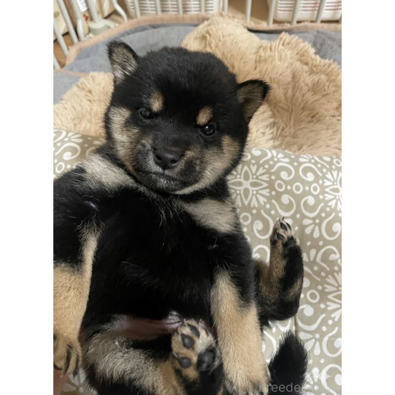 販売中の福井県の豆柴-436027の3枚目