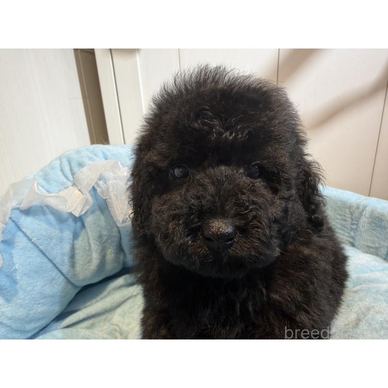 販売中の埼玉県のトイプードル-425155の4枚目