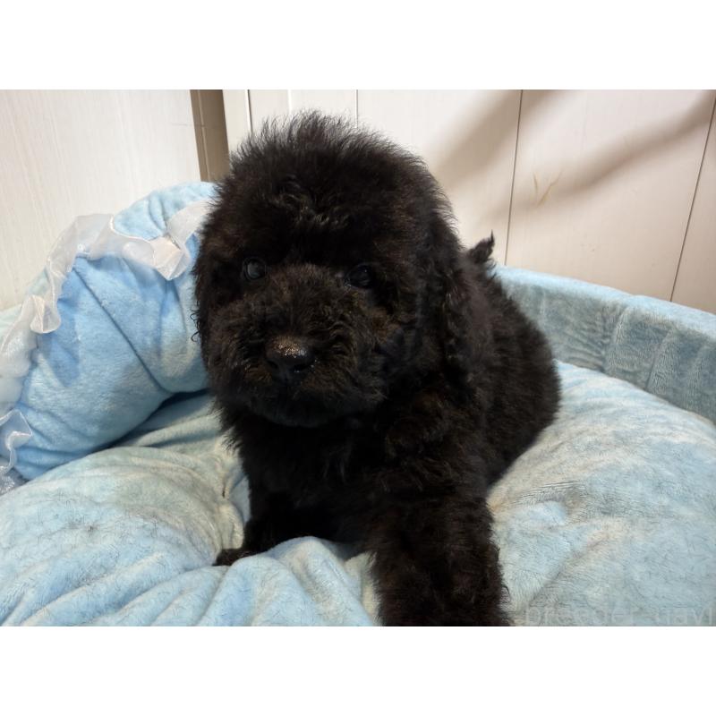 販売中の埼玉県のトイプードル-425155の2枚目