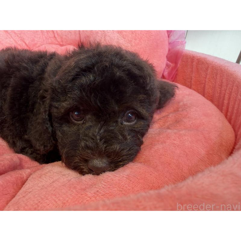 販売中の埼玉県のトイプードル-436028の7枚目