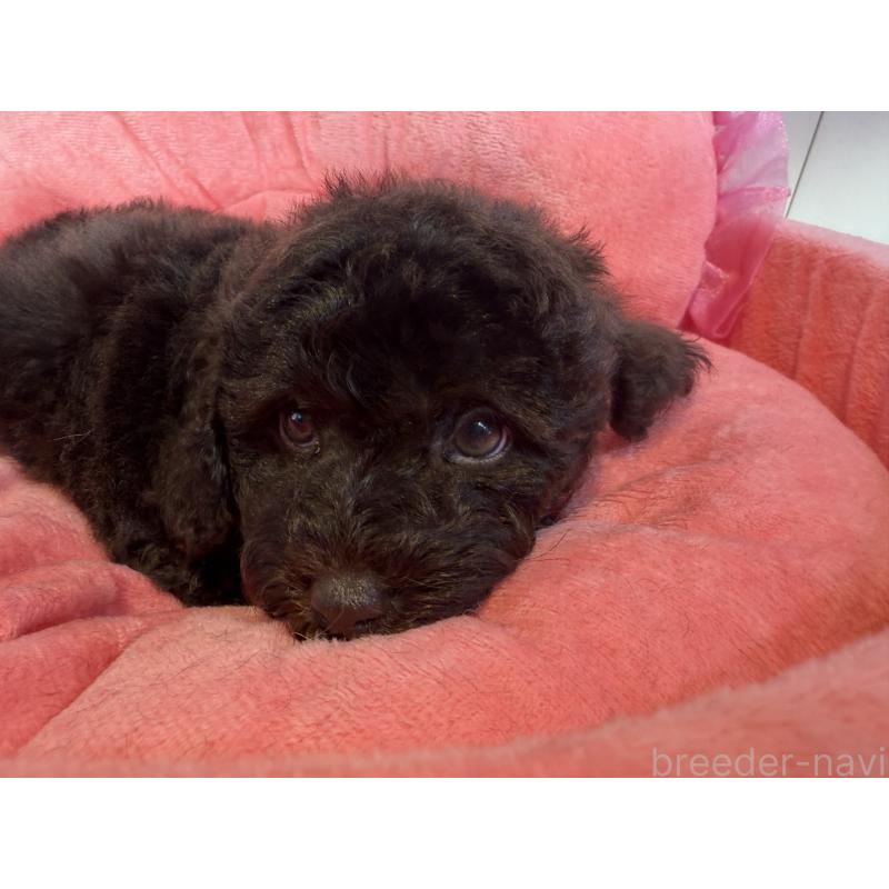 販売中の埼玉県のトイプードル-436028の6枚目