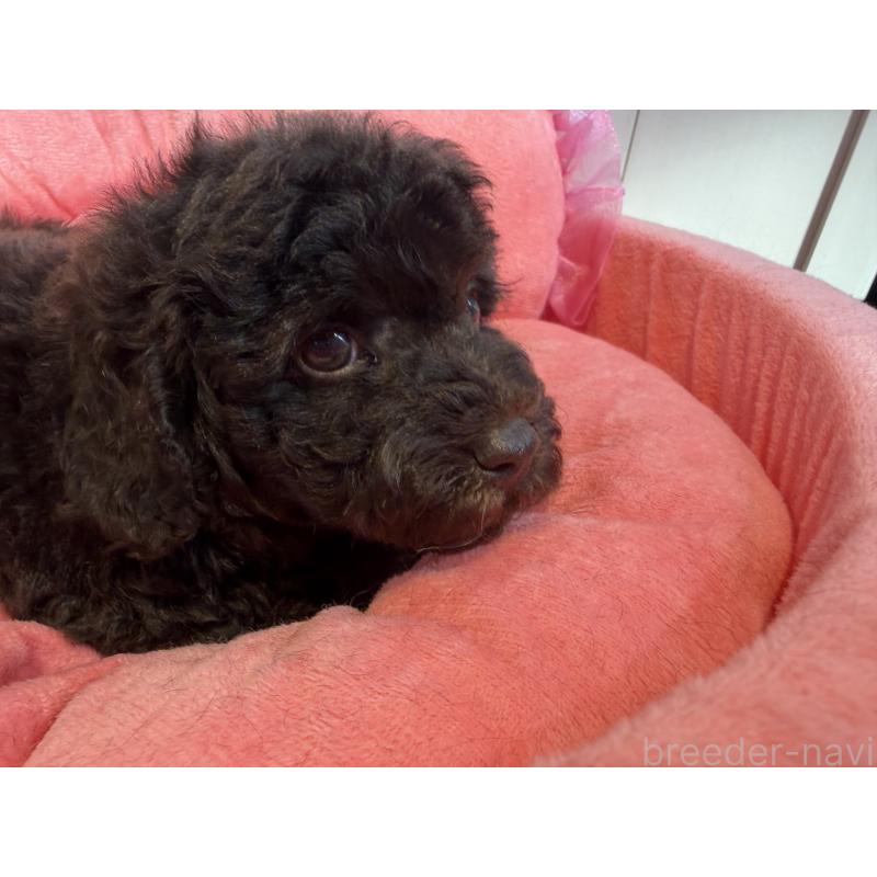 販売中の埼玉県のトイプードル-436028の5枚目