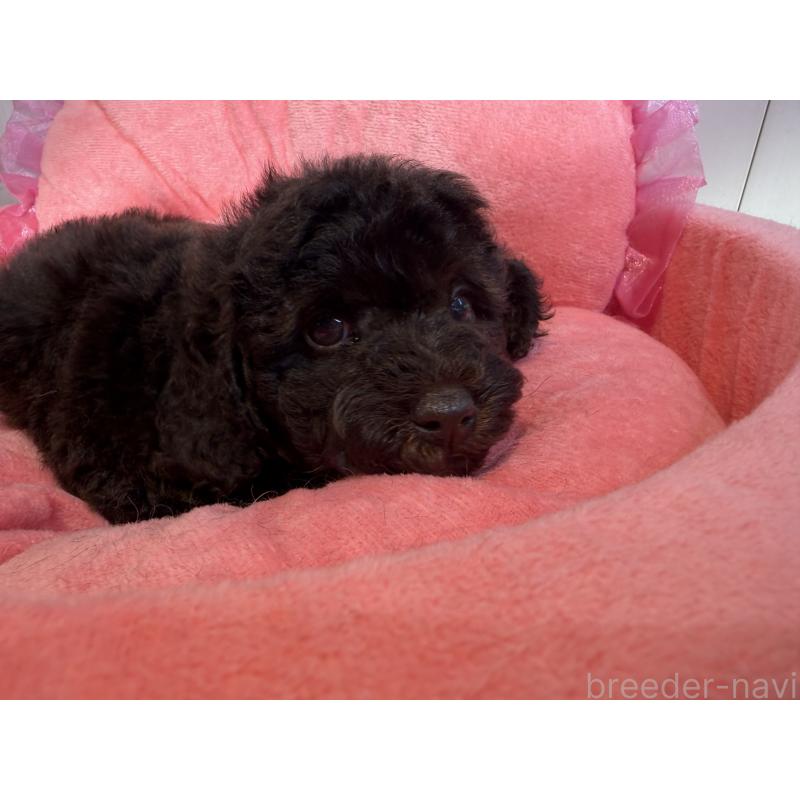 販売中の埼玉県のトイプードル-436028の4枚目