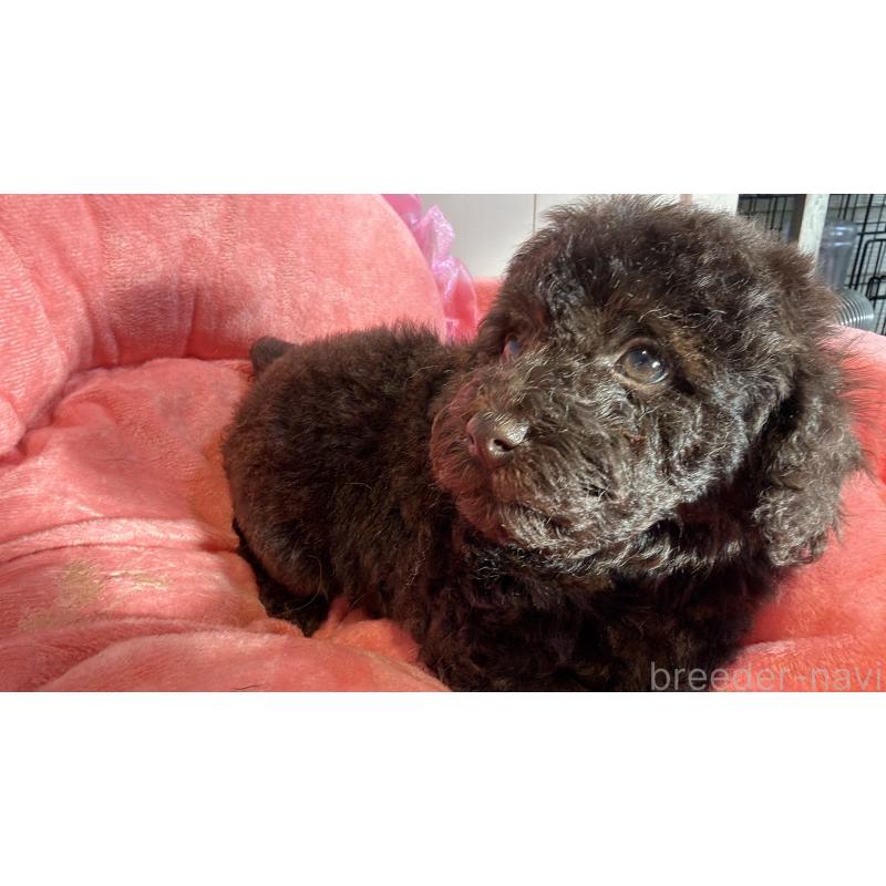 販売中の埼玉県のトイプードル-436028の3枚目