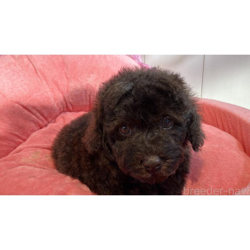 販売中の埼玉県のトイプードル-436028の2枚目