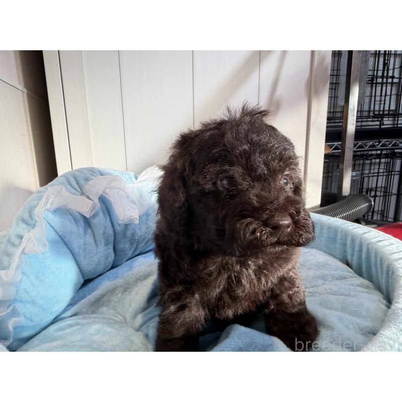 販売中の埼玉県のトイプードル-436029の5枚目