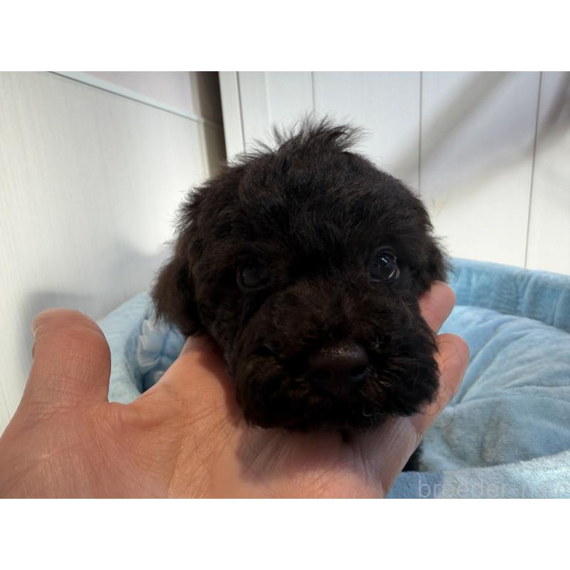 販売中の埼玉県のトイプードル-436029の4枚目