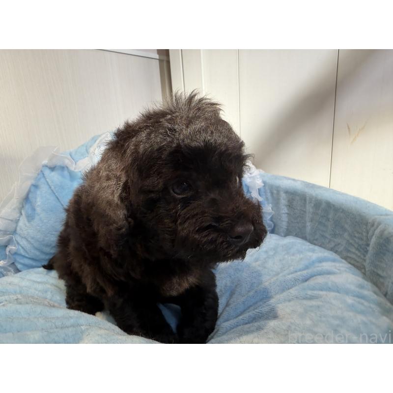 販売中の埼玉県のトイプードル-436029の3枚目