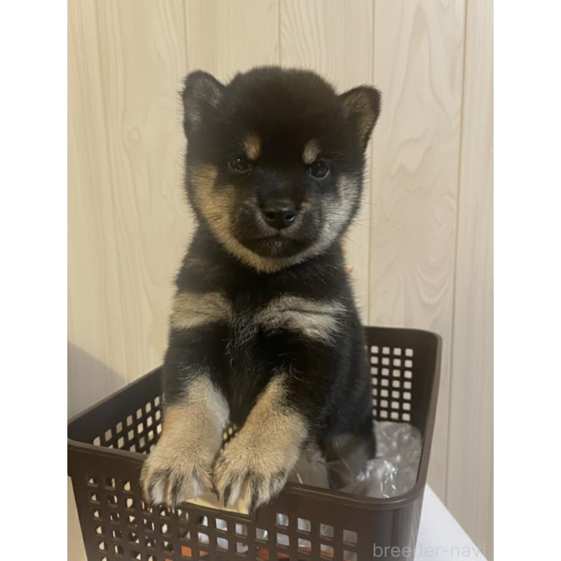 販売中の福井県の豆柴-436027の2枚目