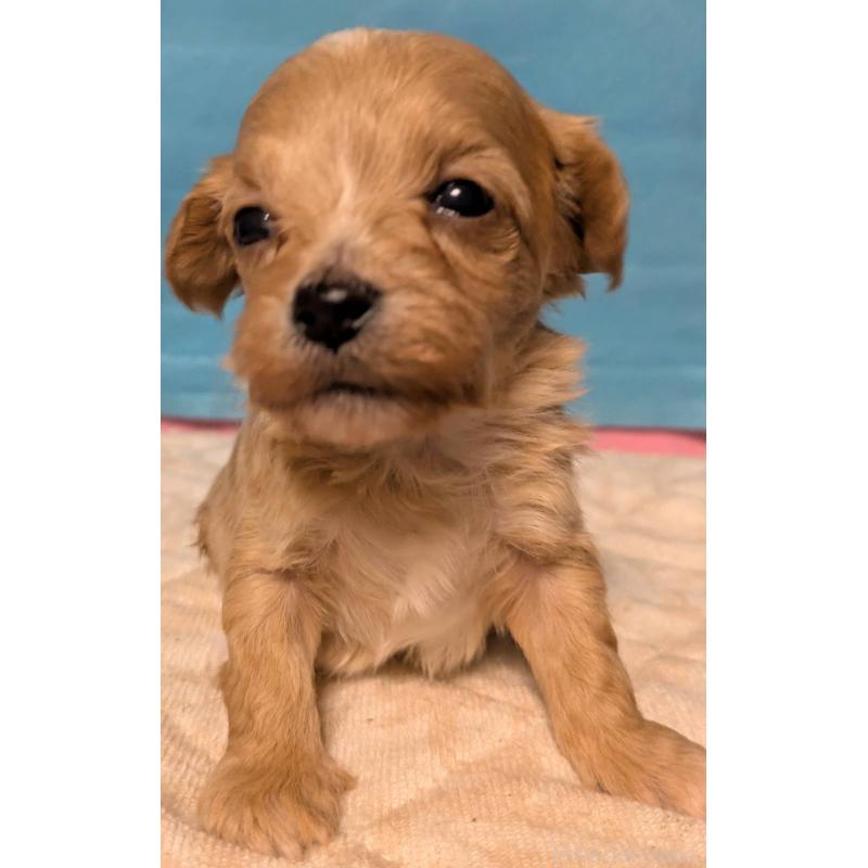 販売中の埼玉県のマルプー:マルチーズ×トイプードル-434625