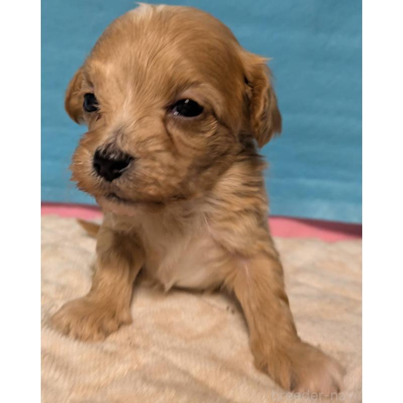 販売中の埼玉県のマルプー:マルチーズ×トイプードル-434625の10枚目