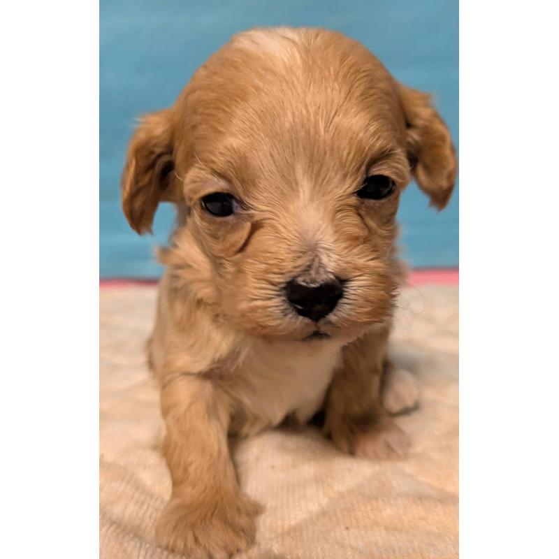 販売中の埼玉県のマルプー:マルチーズ×トイプードル-434625の9枚目