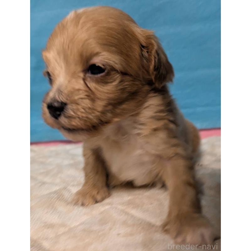 販売中の埼玉県のマルプー:マルチーズ×トイプードル-434625の8枚目