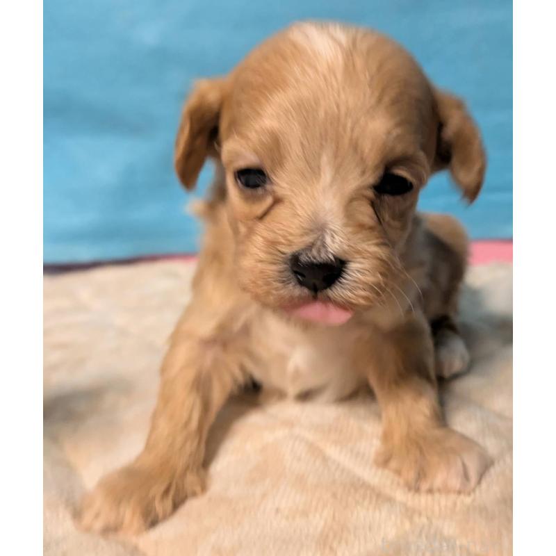 販売中の埼玉県のマルプー:マルチーズ×トイプードル-434625の7枚目