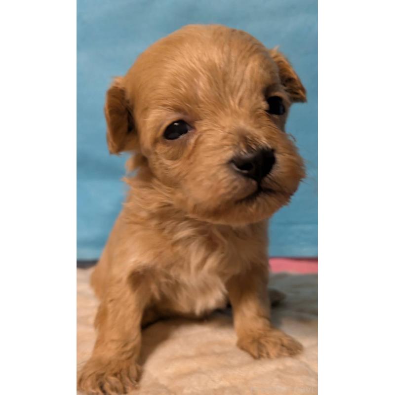 販売中の埼玉県のマルプー:マルチーズ×トイプードル-434623の16枚目