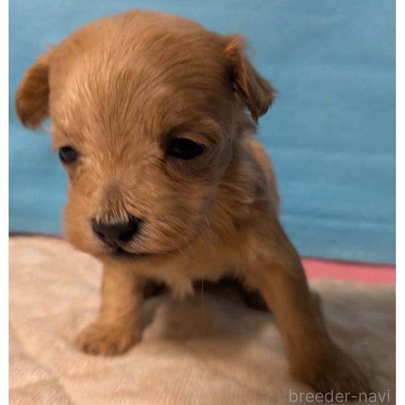 販売中の埼玉県のマルプー:マルチーズ×トイプードル-434623の14枚目