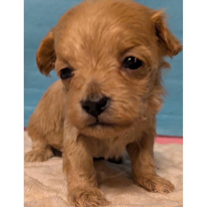 販売中の埼玉県のマルプー:マルチーズ×トイプードル-434621の16枚目