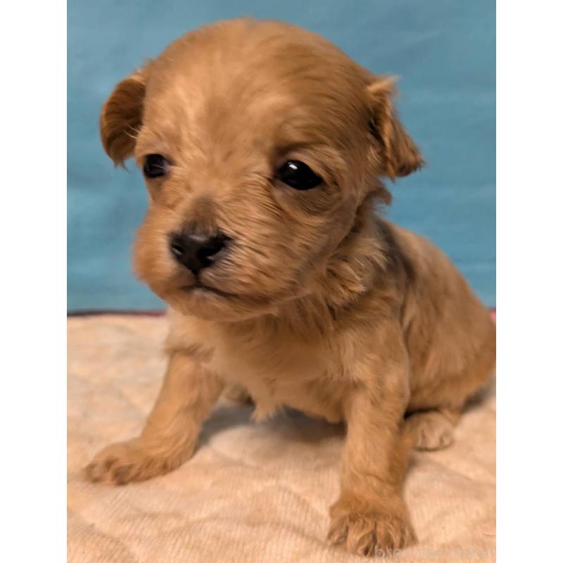 販売中の埼玉県のマルプー:マルチーズ×トイプードル-434621の13枚目