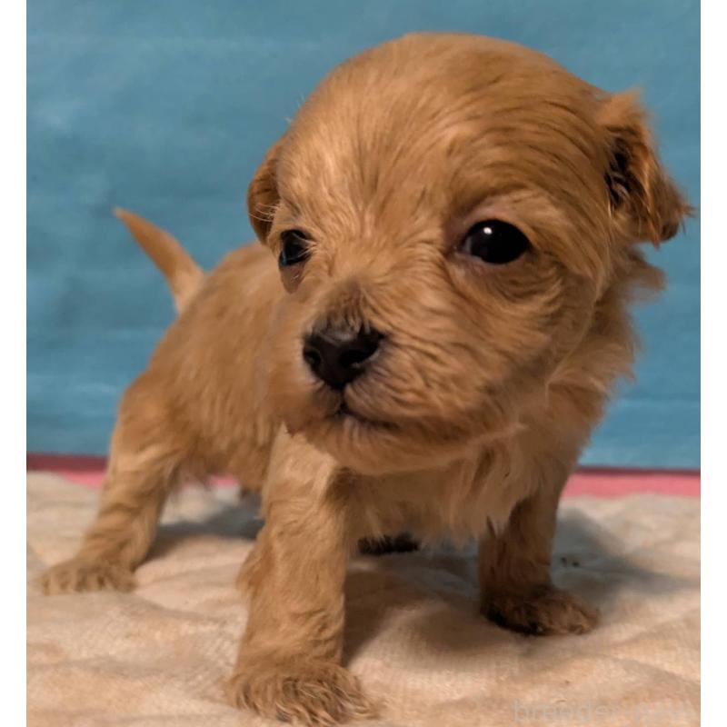 販売中の埼玉県のマルプー:マルチーズ×トイプードル-434621の11枚目