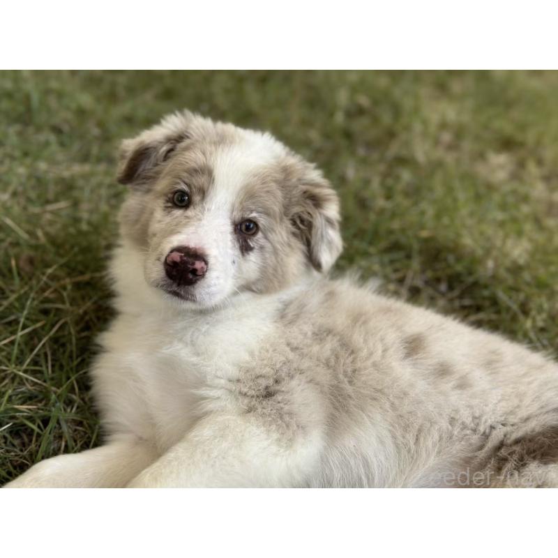 販売中の茨城県のボーダーコリー-421392