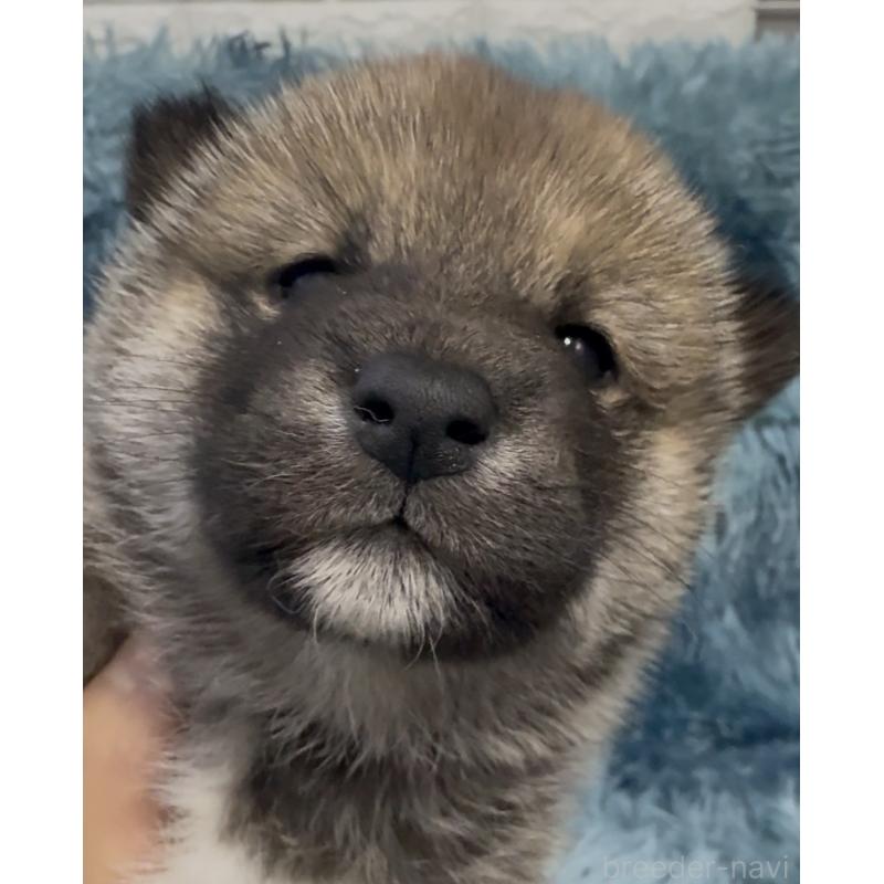 販売中の愛知県の柴犬-436030の1枚目