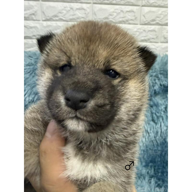 販売中の愛知県の柴犬-436030の2枚目