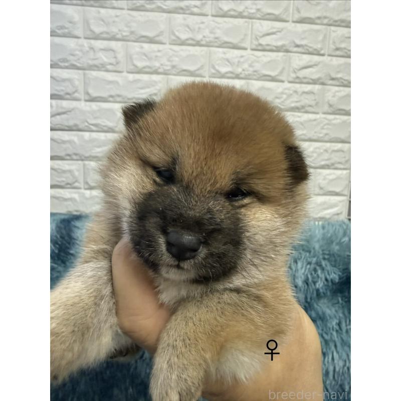 販売中の愛知県の柴犬-436031